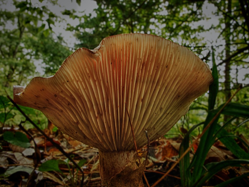 Fall Mushroom Connecticut