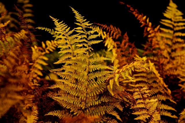 Colorful ferns in Vermont