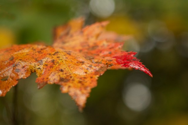 Colorful leaf in Vermont