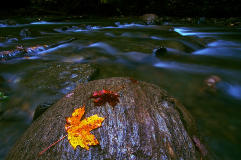 Leaves on Rock in Vermont Creek