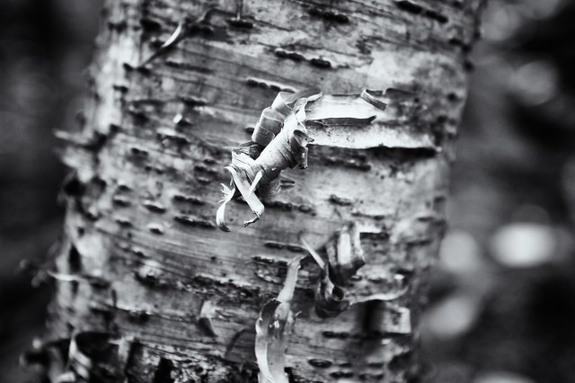 Birch Bark in Vermont