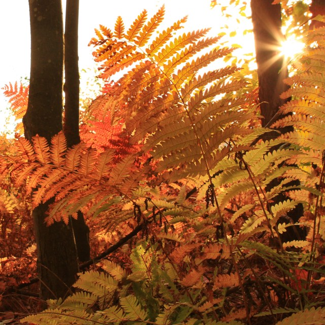 Fern in Morning Light