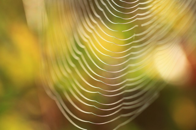 Spiderweb in the morning light