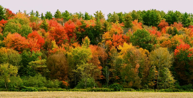 Foliage Panorama