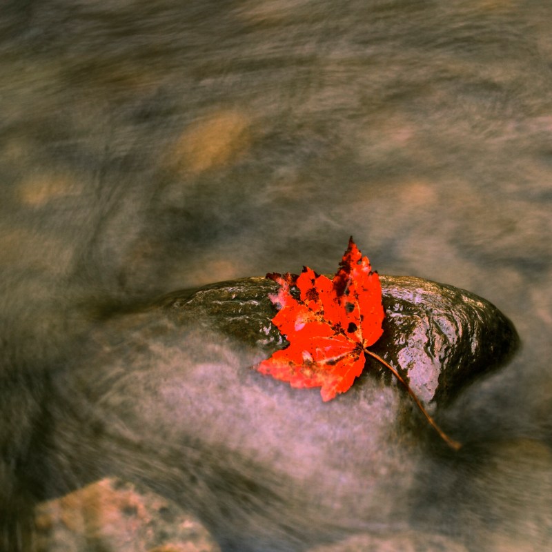 Leaf on Rock in Creek