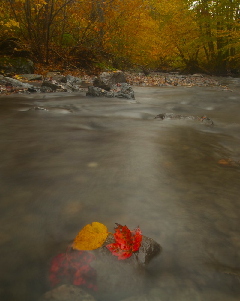 Vermont creek vista with leaves