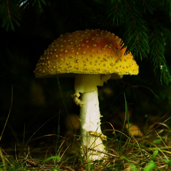 Fairy Tale Mushroom