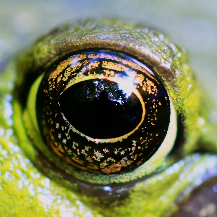 Frog Eye - Macro