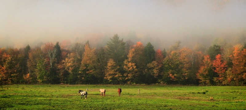 Horses in the mist