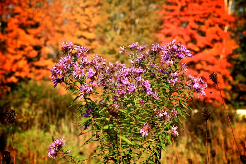 Purple flowers and red trees