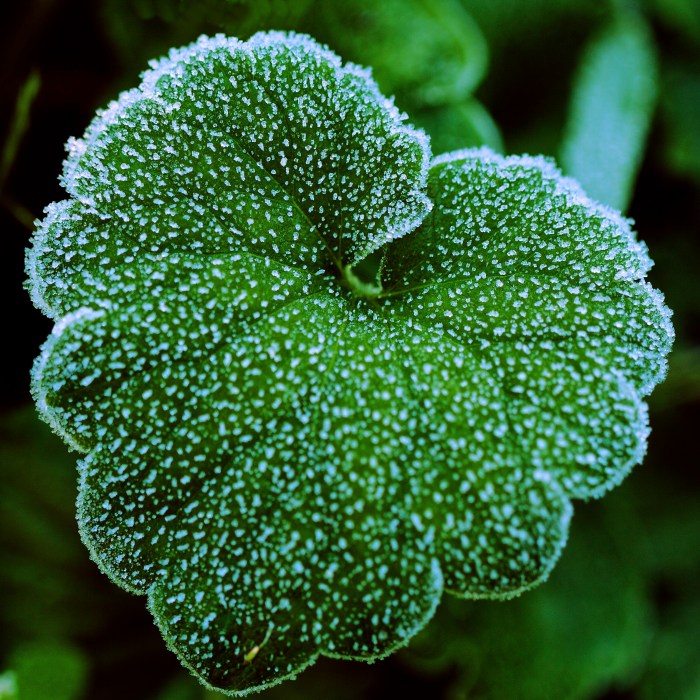 Frosted Leaf