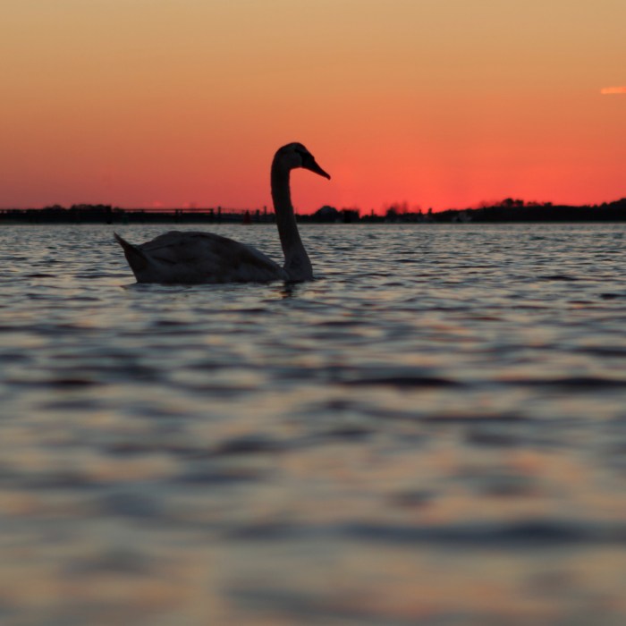 Swan at sunset