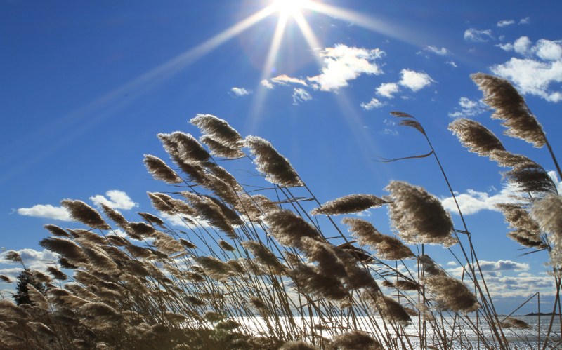Sun over beach reeds
