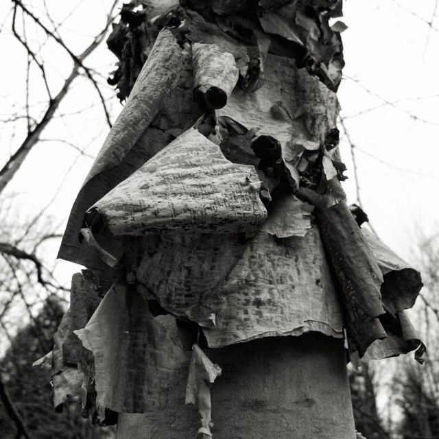 Birch bark