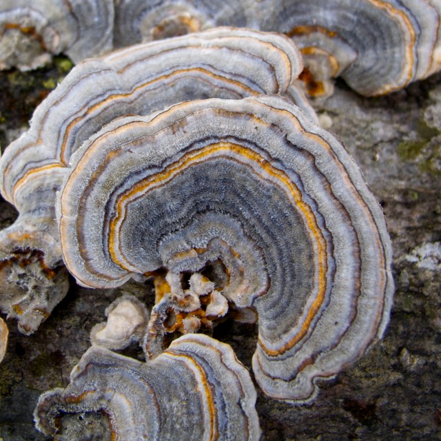 Fungi on tree trunk
