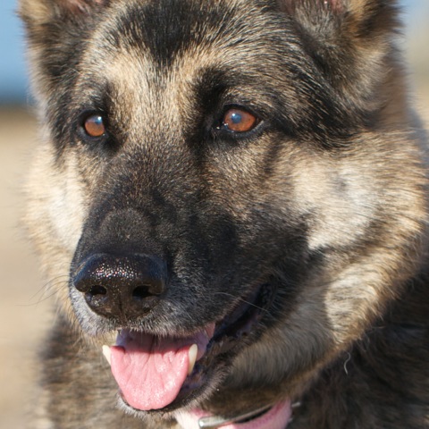 German Shepherd, smiling