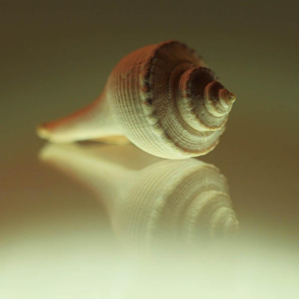 Reflection of shell on glass