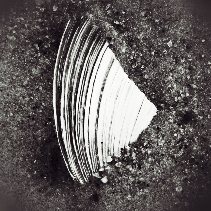 Shell in beach sand