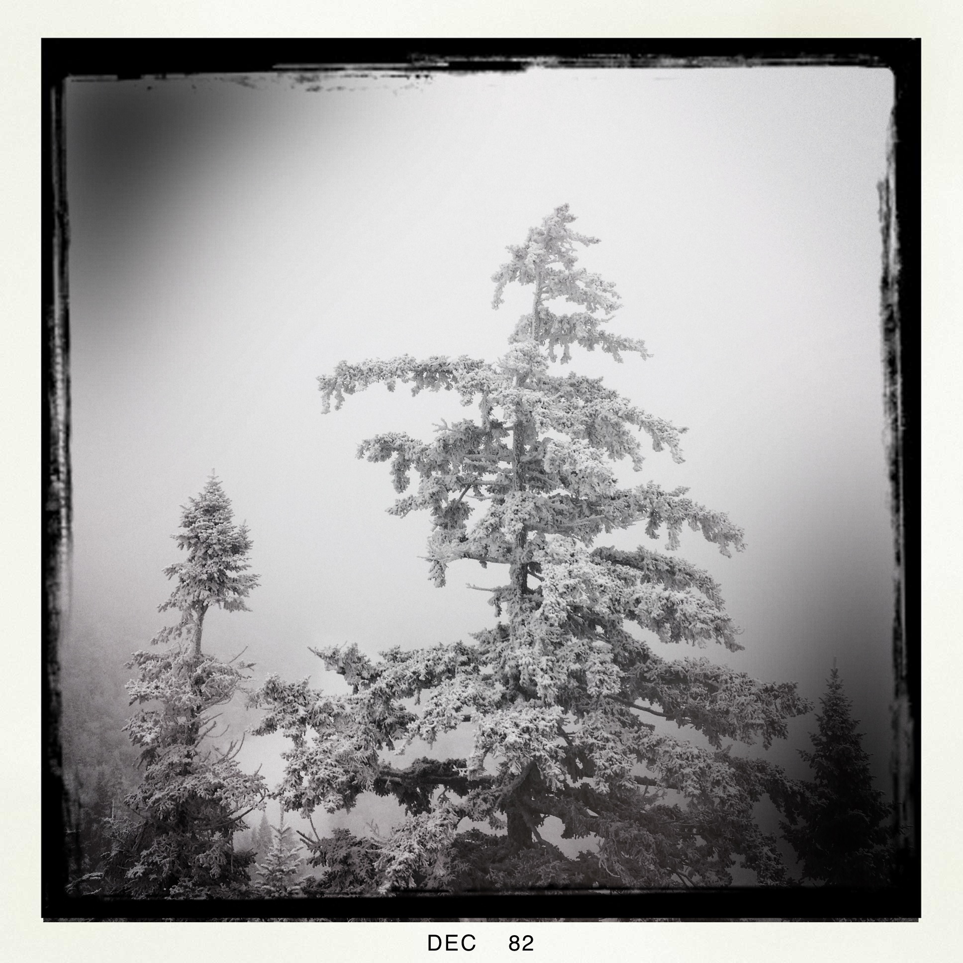 Frosted Tree in Vermont
