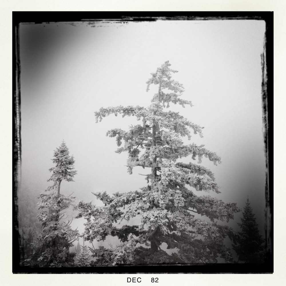 Frosted Tree in Vermont