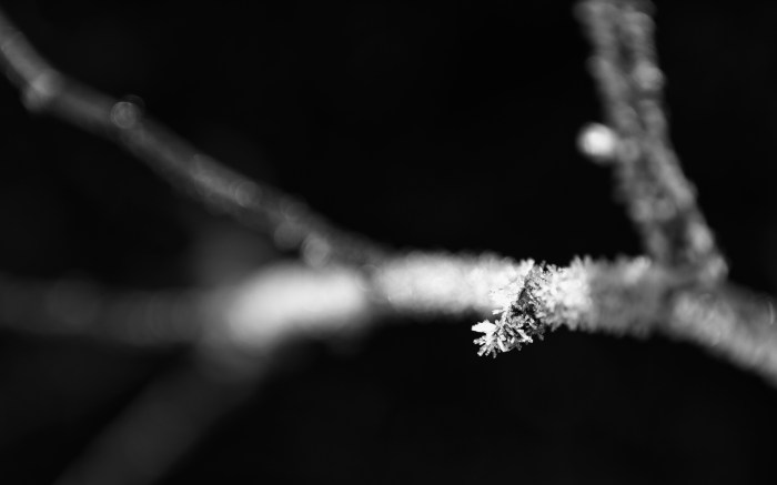 Frost detail