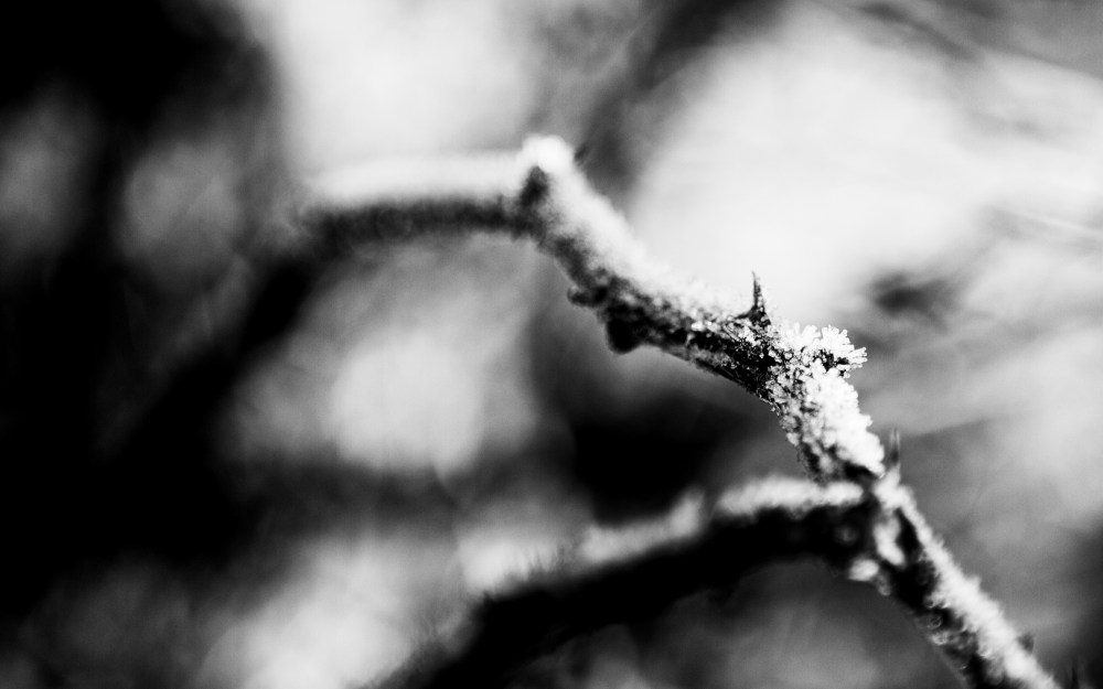 Thorny Frost