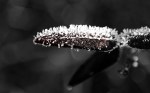 Frost on Leaf