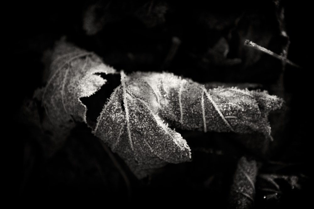 Frosted leaves
