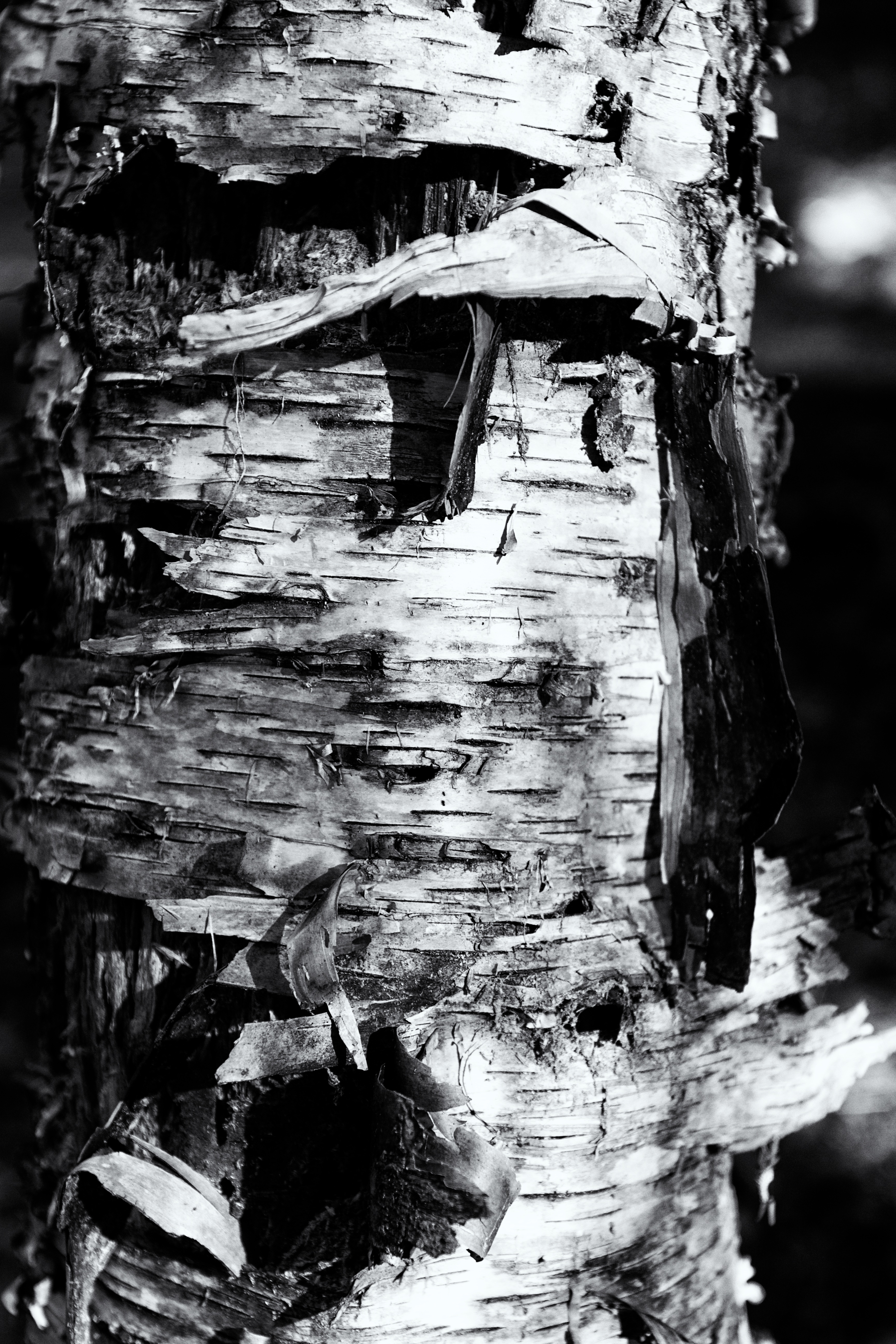 BW bark