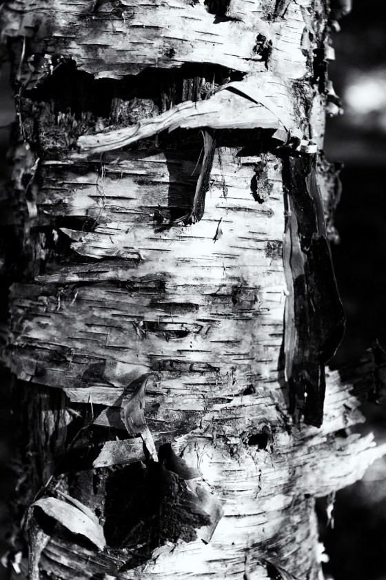 BW bark