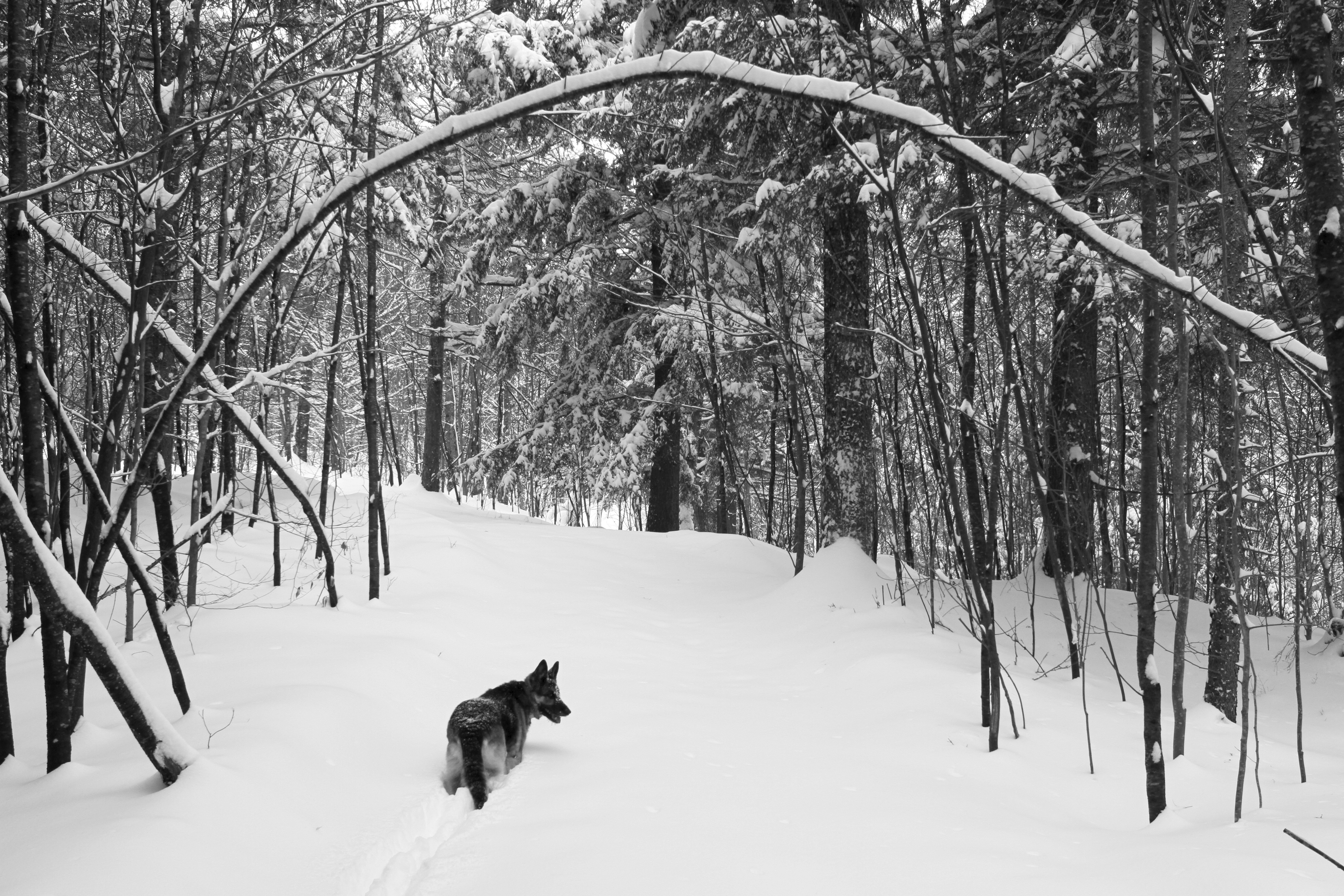 German Shepherd in Snow