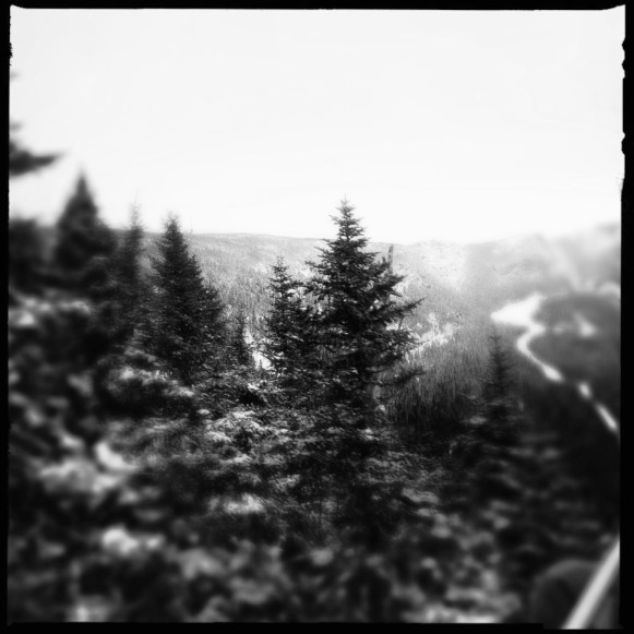Snowy Trees and Slopes