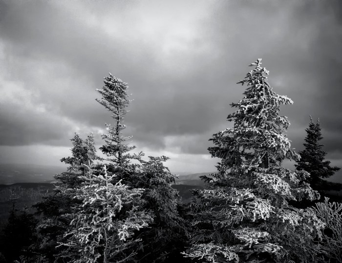 Snow-covered Trees in Vermont