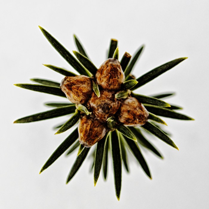 Pine Tree from above