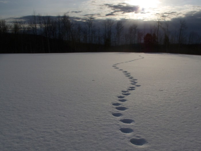 Footsteps in the snow