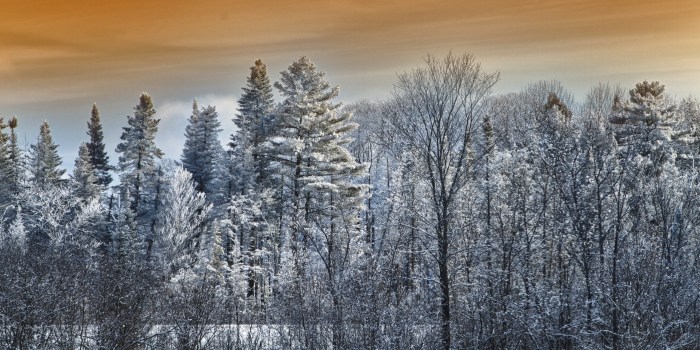 Snow covered tree along highway