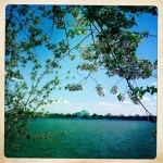Roosevelt Monument and Cherry&nbsp;Blossoms