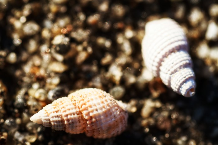 Shells on Beach