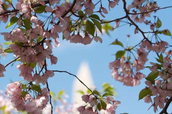Cherry Blossoms and Washington Memorial
