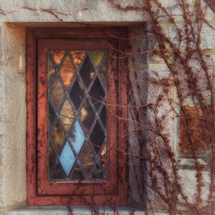 Window overgrown with plants