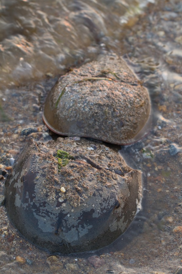 Horseshoe crabs mating
