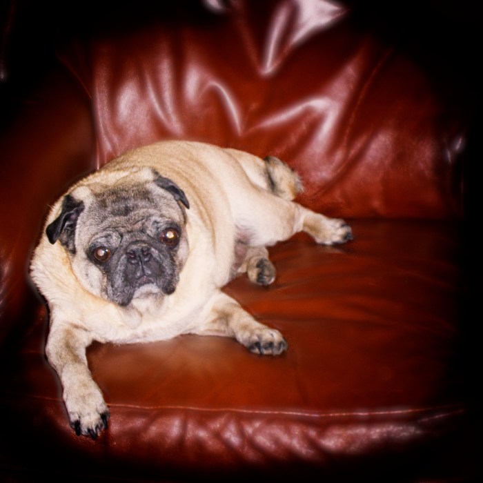 Pug Glamor Shot