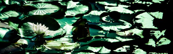 Water Lilies Blue Green