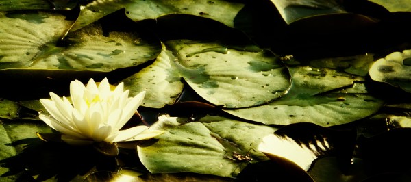 Water Lilies Green
