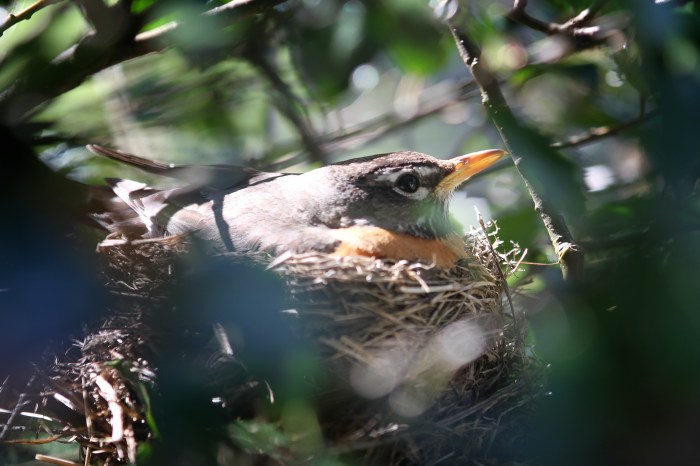 Robin in a nest
