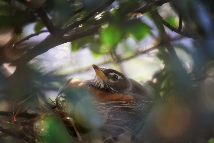 Robin in her nest