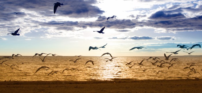 Birds taking off on beach