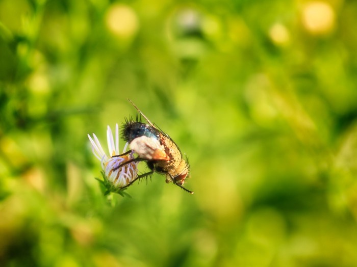 Bee