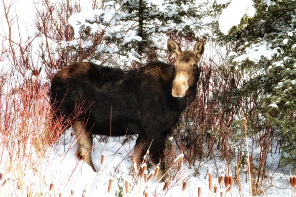 Moose eating