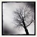 Winter Tree 4